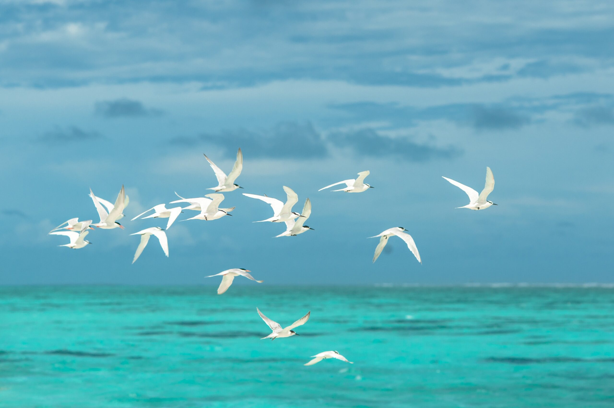 Чайки в небе над морем