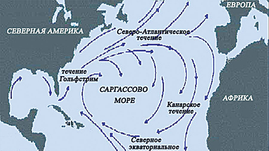 Северная америка гольфстрим. Саргассово море на карте. Саргассово море на карте Северной Америки. Саргассово море карта течений. Саргассрво Морена карте.