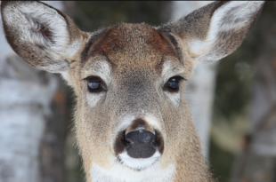 Cerf de Virginie