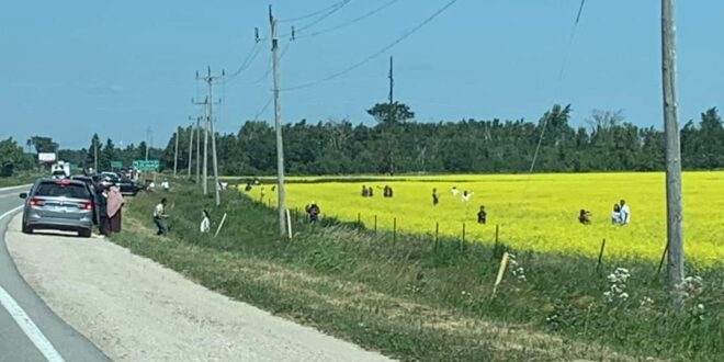 Canola