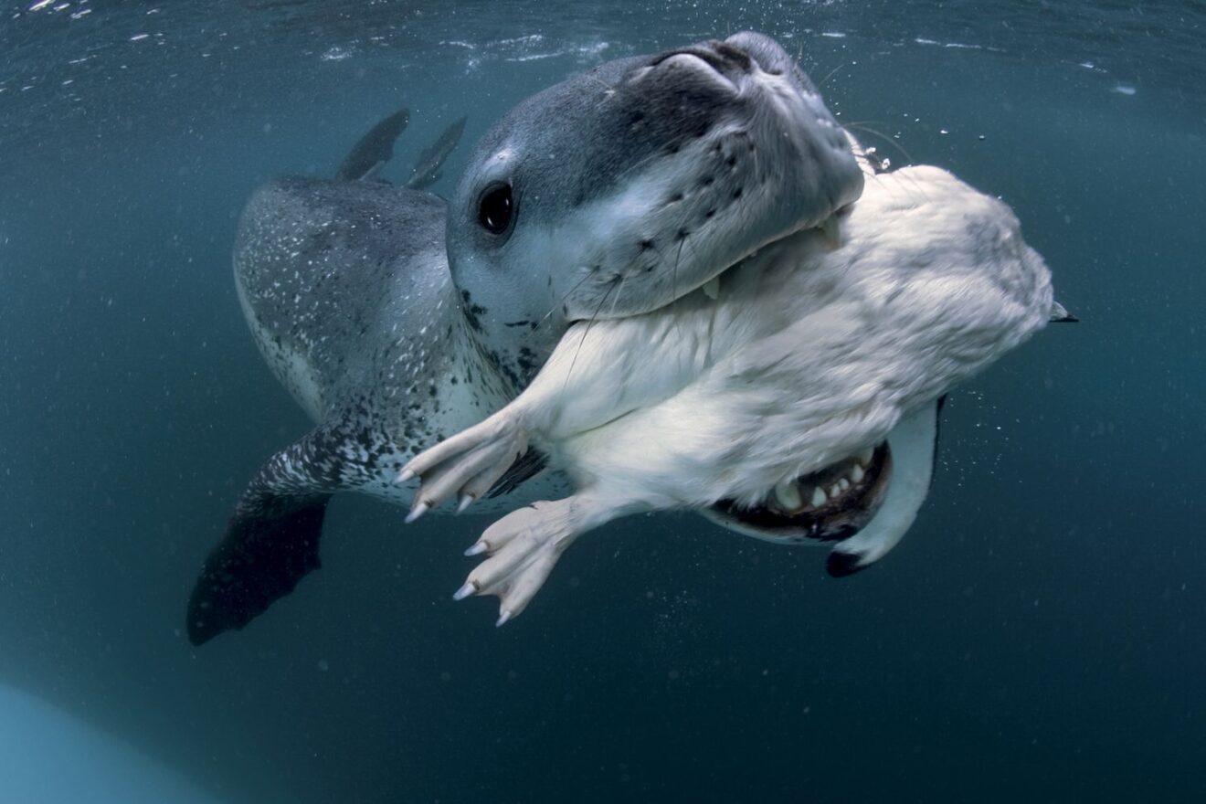 8 thrilling & fascinating facts about leopard seals stillunfold