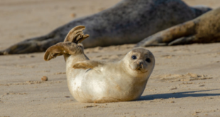 Seals