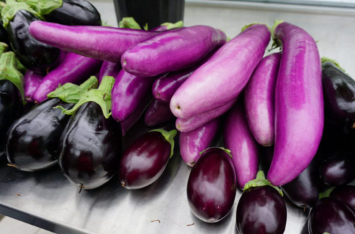 aubergine