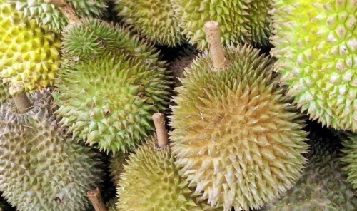 Durian