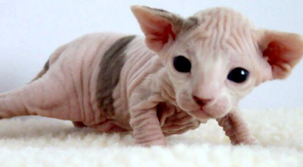 sphynx