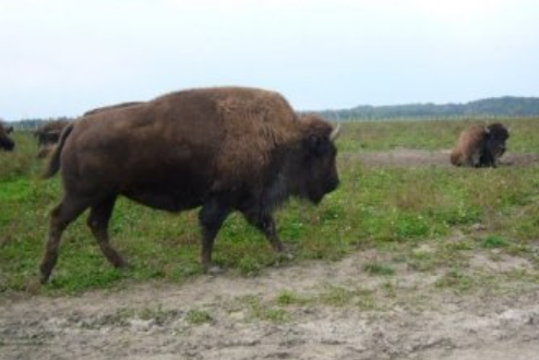 bison