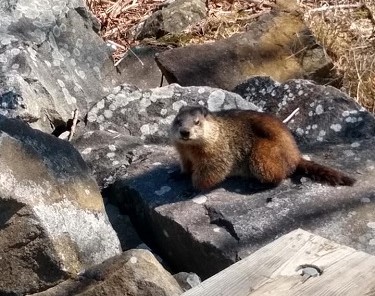 marmotte