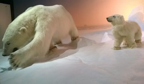 polar-bear